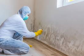 Reliable Decordova, TX Mold Prevention & Removal  Solutions