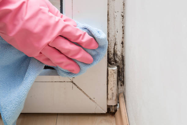 Why You Should Choose Our Mold Remediation Services in Decordova, TX